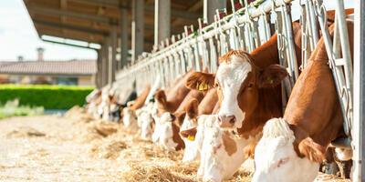 Herdenmanager in der Tierhaltung: Erfahre mehr über die Aufgaben eines Herdenmanagers mit der Spezialisierung Milcherzeugung
